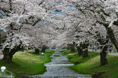 観音寺川の桜