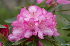 石楠花