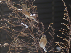 雪の朝(ベニマシコ)