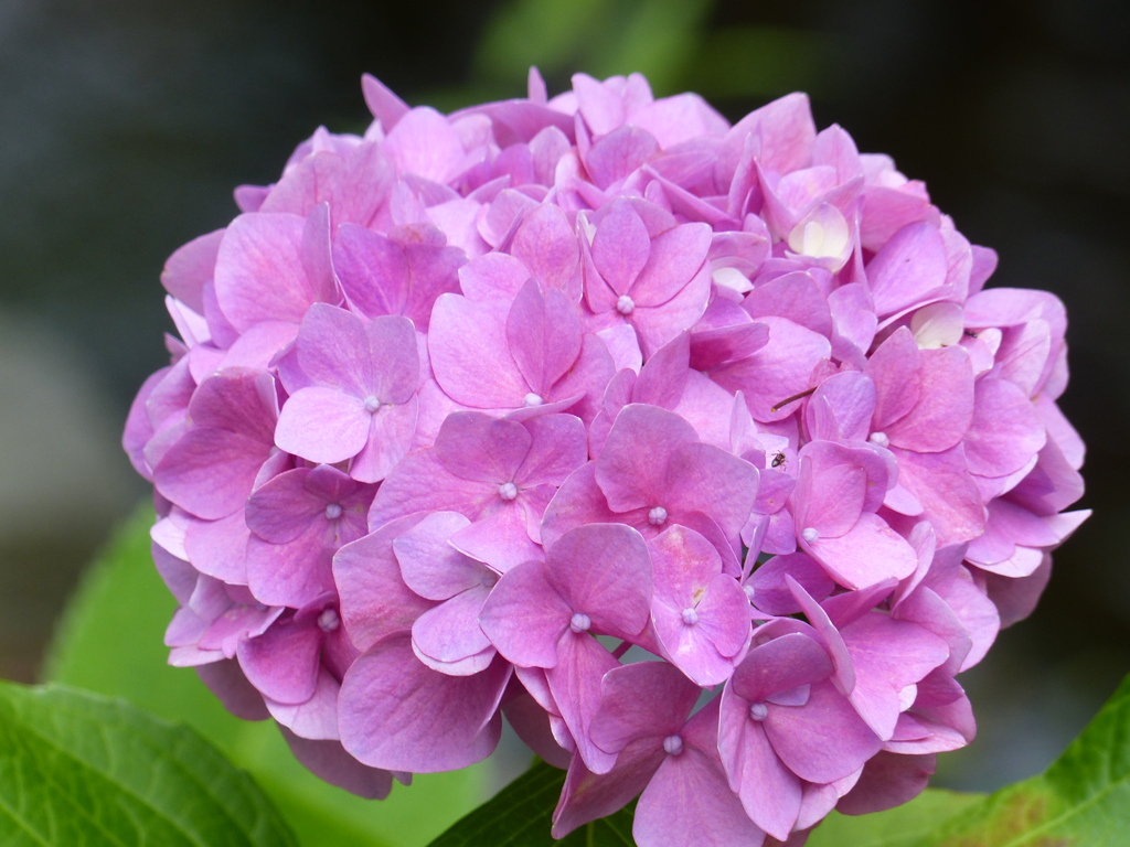 夏の花4(紫陽花1)