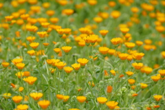 春の花(散歩の途中に）