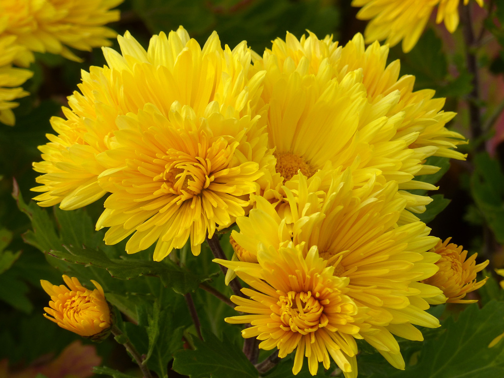 菊  