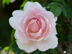 春の花17(バラ7)