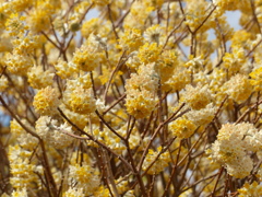 春の花