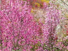 花もも