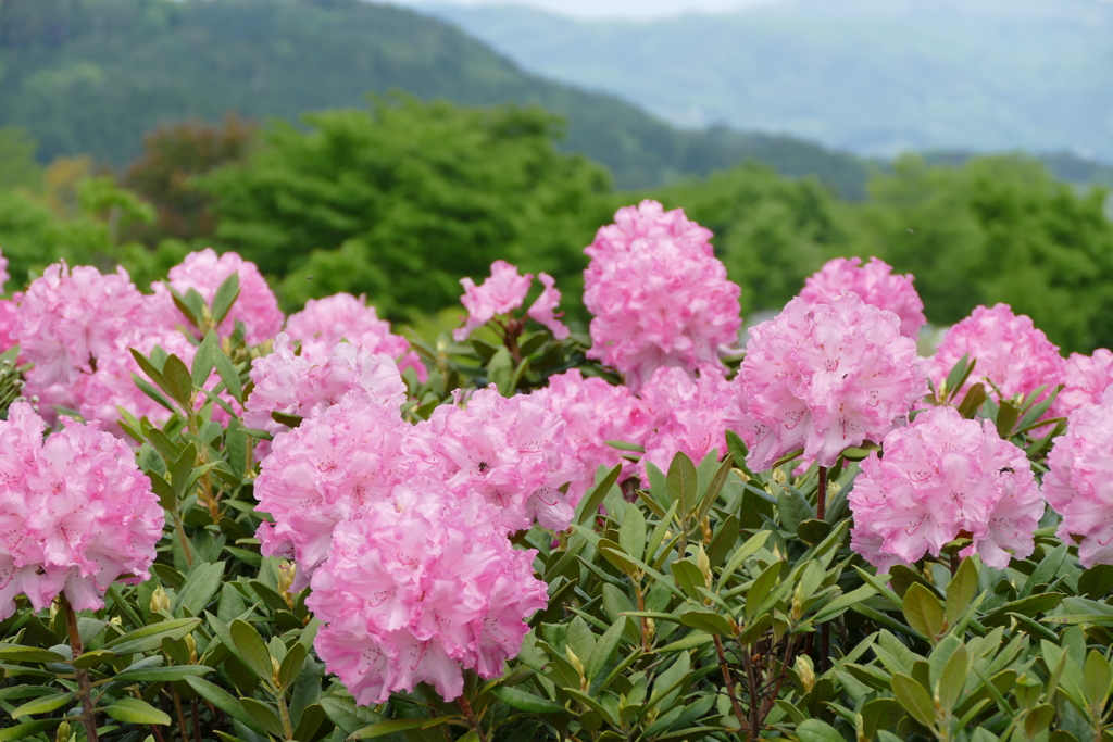 石楠花 