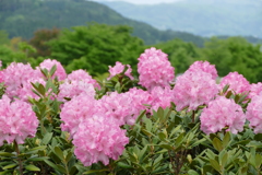 石楠花 