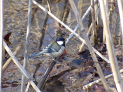 シジュウカラ  