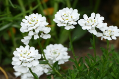 春の花(散歩の途中に）