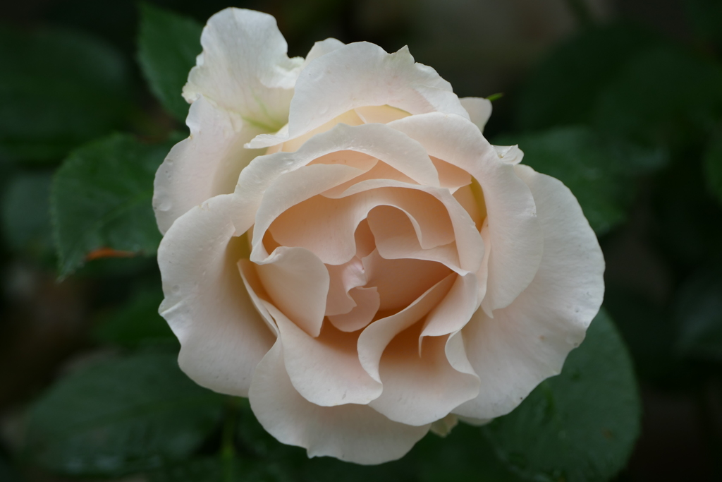 雨上がりのバラ園で