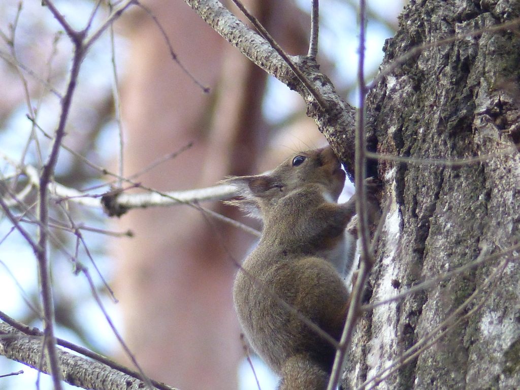 冬の里山で7(リス5)        