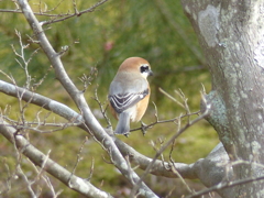 冬の里山で5(モズ)