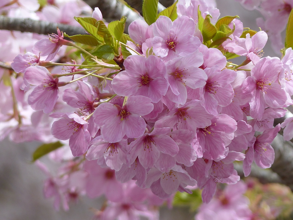 春の花7(桜4)