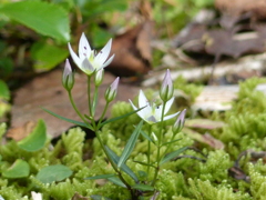 秋の里山で5(センブリ)