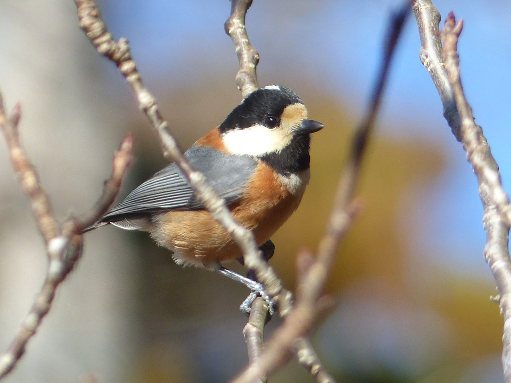 冬の里山で4(ヤマガラ)