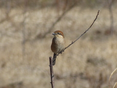 里山の冬鳥たち
