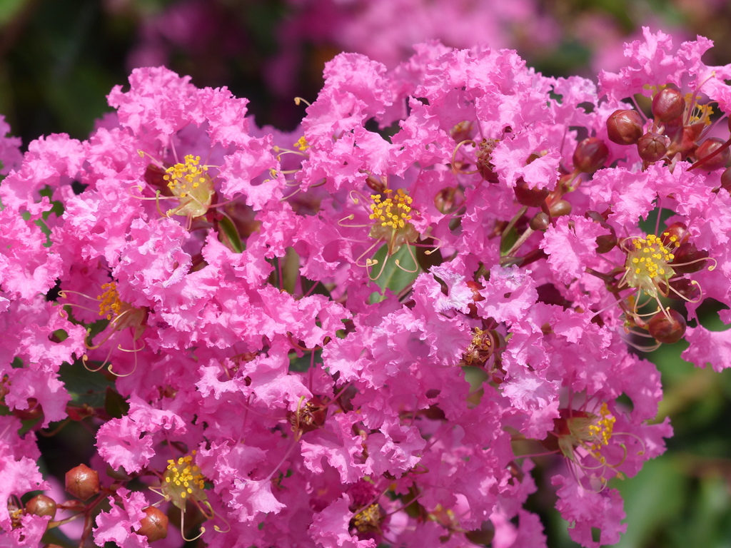 夏の花