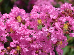 夏の花