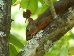 夏の里山で12(リス11)