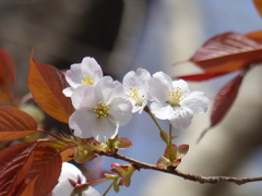 春の花(桜）