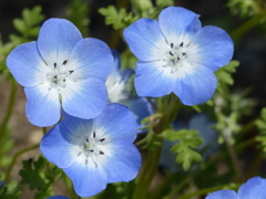 春の花