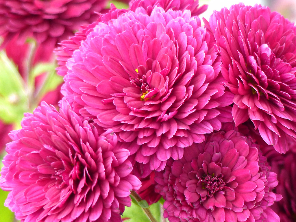 菊  