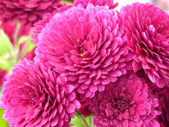 菊  