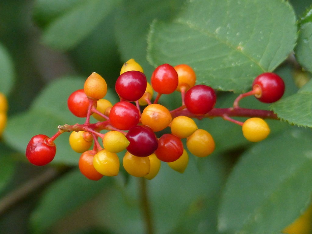 夏の里山で8(ウワミズザクラの実)