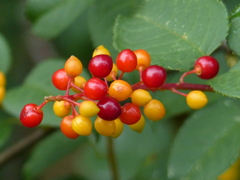 夏の里山で8(ウワミズザクラの実)