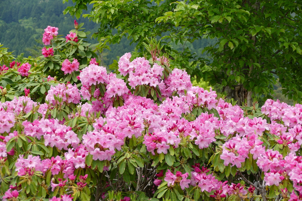 石楠花
