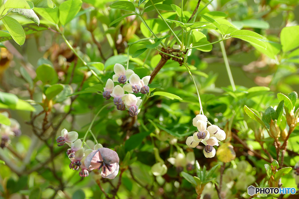 アケビの花