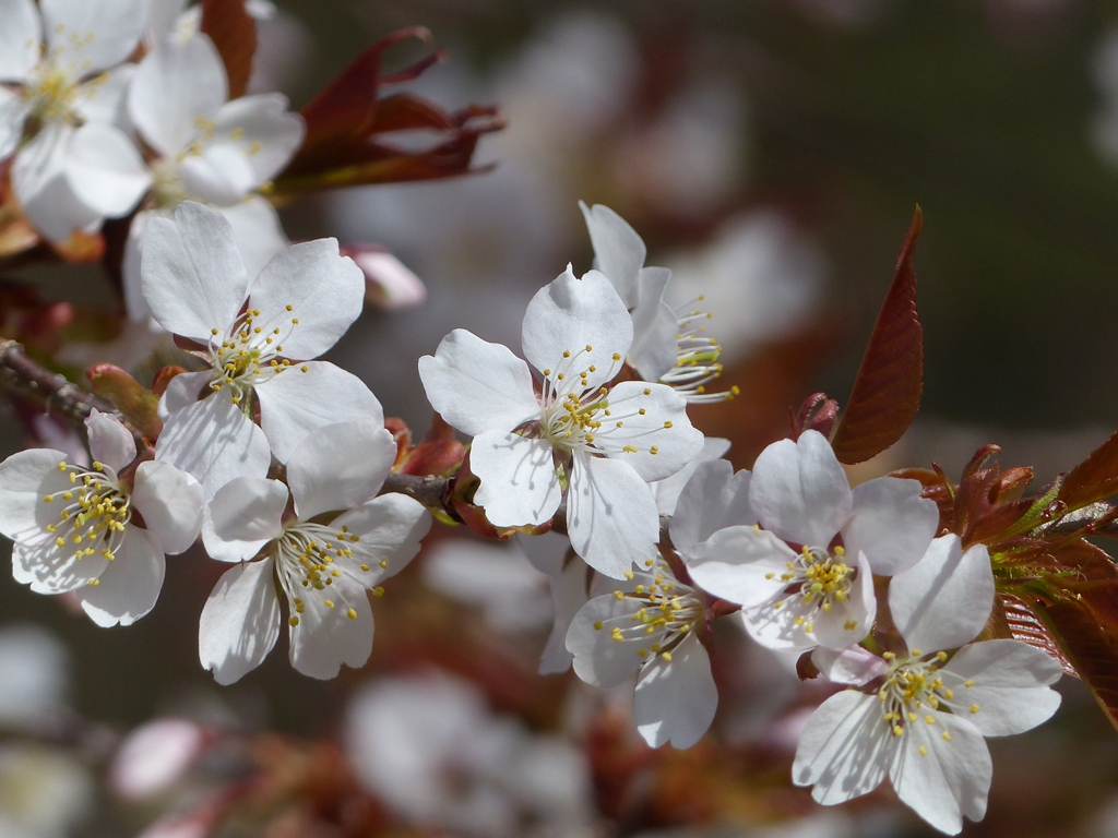 春の花3(桜3）