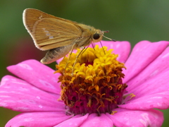 夏の昆虫
