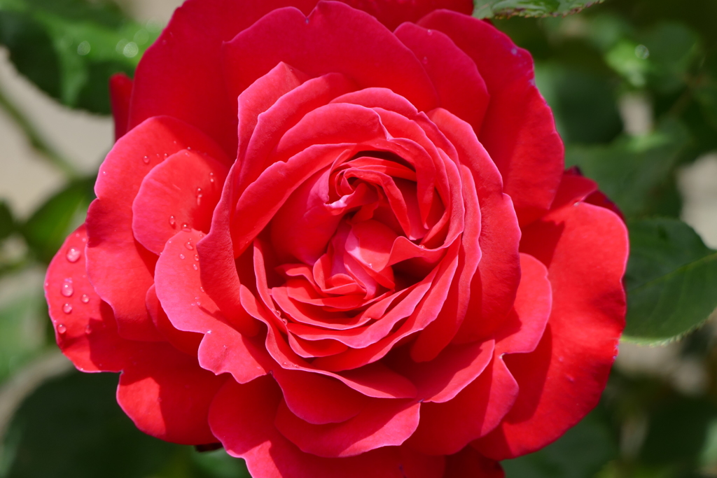 雨上がりのバラ園で
