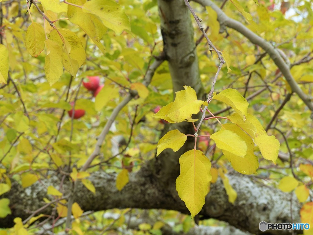 林檎園の紅葉