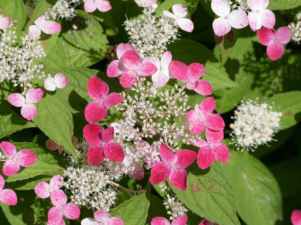 初夏の花