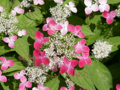 初夏の花