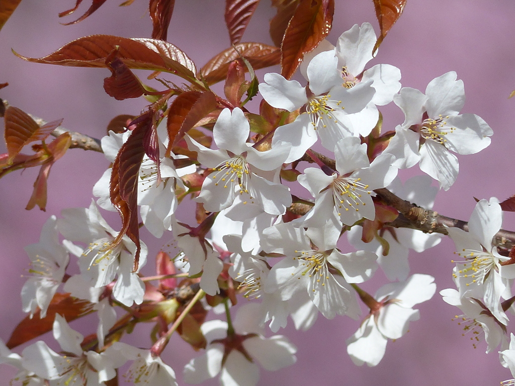 春の花6(桜3）