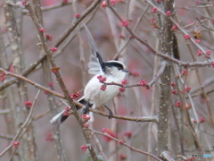 寒木瓜(カンボケ)の木々中で