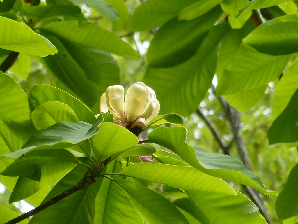 朴ノ木の花