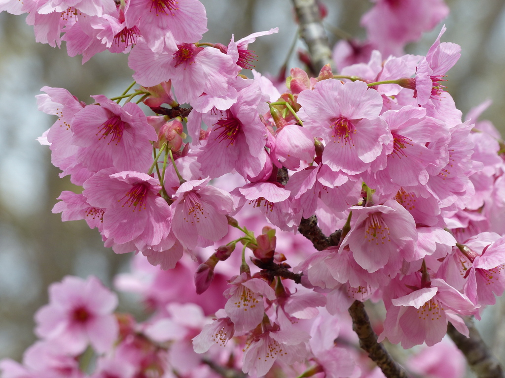 春の花7(桜4)