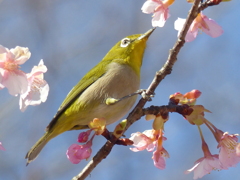 春の里山で5(河津桜とメジロ5)