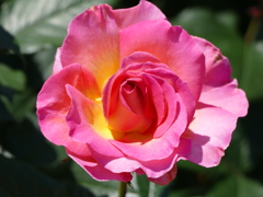 春の花11(バラ1)