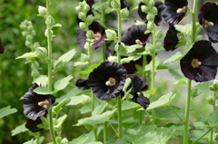 クロタチアオイ