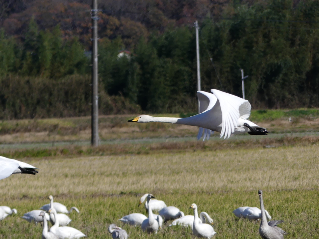 冬の里山で1(いつもの田んぼに白鳥飛来）