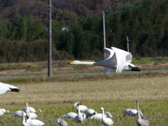 冬の里山で1(いつもの田んぼに白鳥飛来）