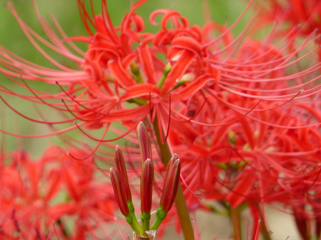 秋の花2(彼岸花)