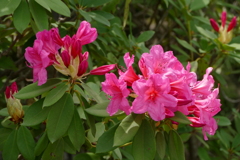 石楠花
