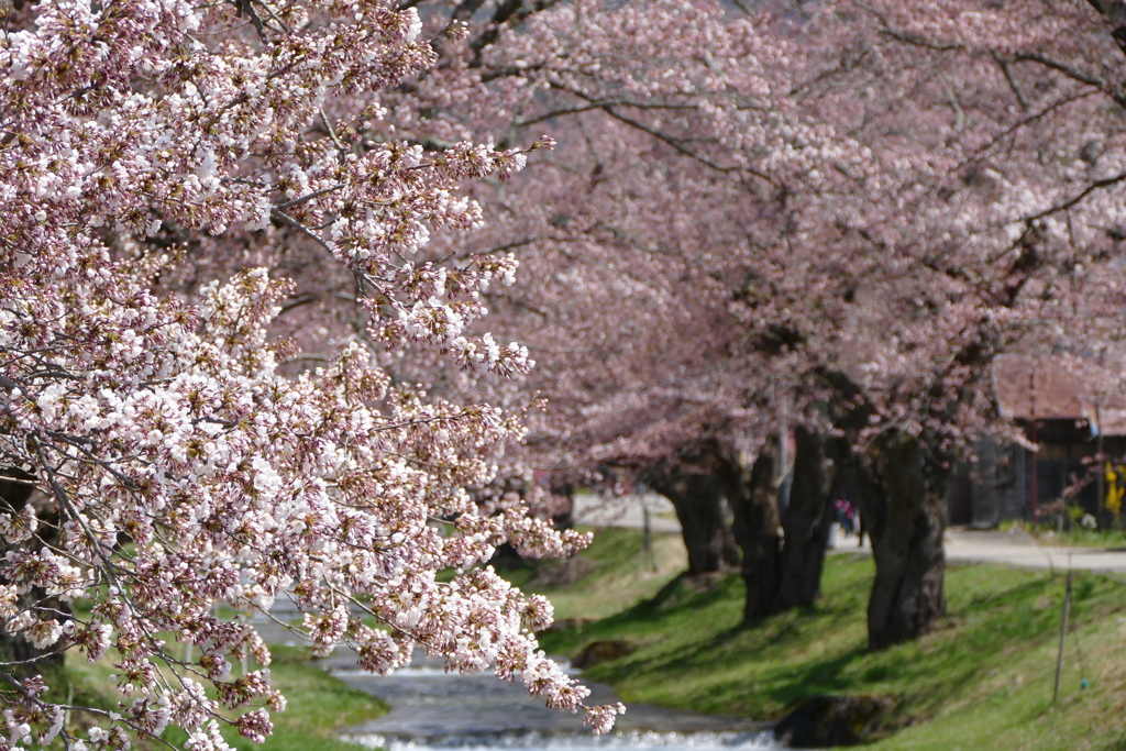 観音寺川の桜