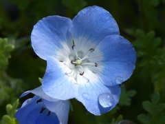 春の花